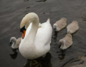 New Arrivals at Hillsborough Lake