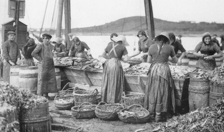 Preparing the Herrings in the old days in Ardglass.