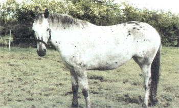 Brood Mare 'Ghost'