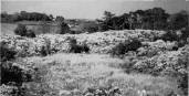 Gorse surrounding bog where Betsy Grey was buried