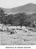 SHEEPFOLD IN DONARD DEMESNE