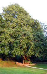 The Mass Tree at St. Colman’s, Reilly’s Trench.